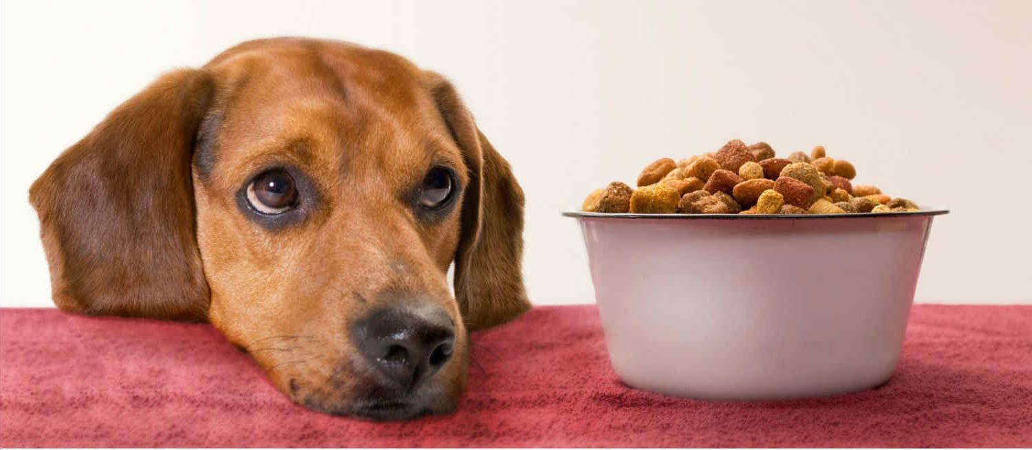 High Quality Sad Dog and Dog Food Blank Meme Template