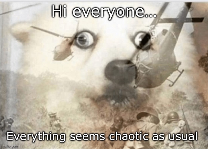 PTSD dog | Hi everyone…; Everything seems chaotic as usual | image tagged in ptsd dog | made w/ Imgflip meme maker