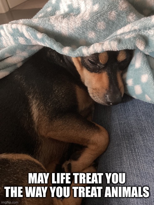 Pet | MAY LIFE TREAT YOU THE WAY YOU TREAT ANIMALS | image tagged in pet | made w/ Imgflip meme maker