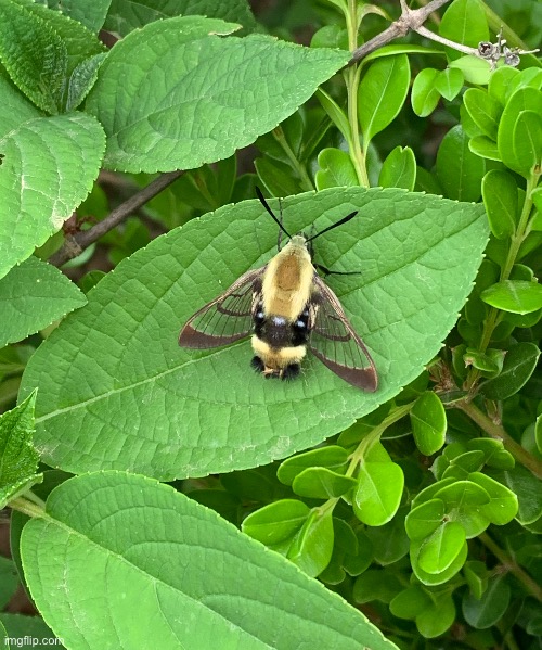 Bee mimicking moth | made w/ Imgflip meme maker