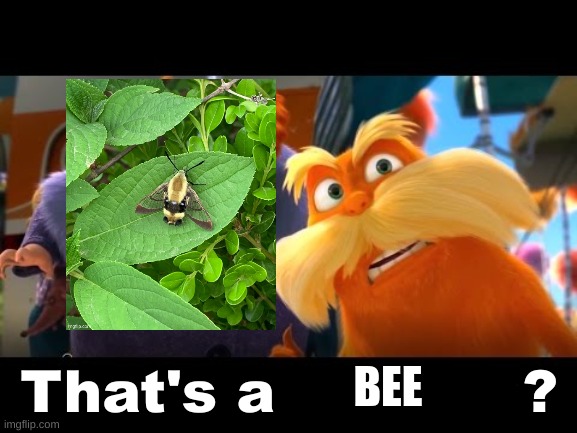That's a Woman | BEE | image tagged in that's a woman | made w/ Imgflip meme maker