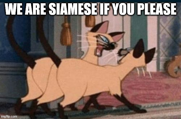 siameses cats | WE ARE SIAMESE IF YOU PLEASE | image tagged in siameses cats | made w/ Imgflip meme maker