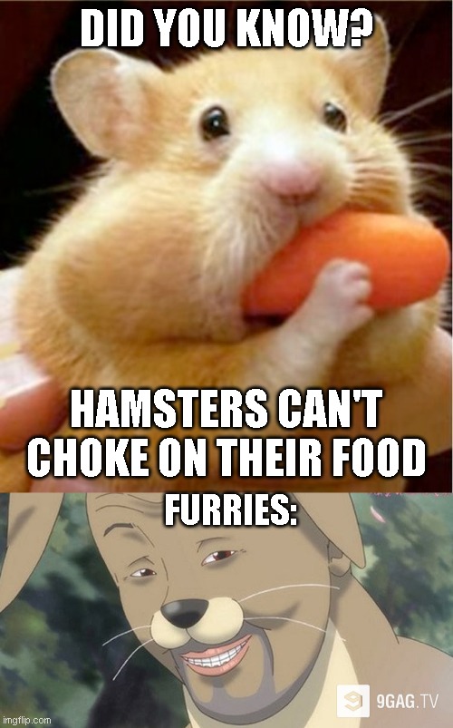 Gooood morniiiing Vieeeetnaaaam! | DID YOU KNOW? HAMSTERS CAN'T CHOKE ON THEIR FOOD; FURRIES: | image tagged in hamster eats carrot mouthful,weird anime hentai furry | made w/ Imgflip meme maker