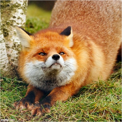 Here comes the Red Fomx (Pic Credit : TowwenaCox) | image tagged in fox,wholesome,da,cute,fomx | made w/ Imgflip meme maker