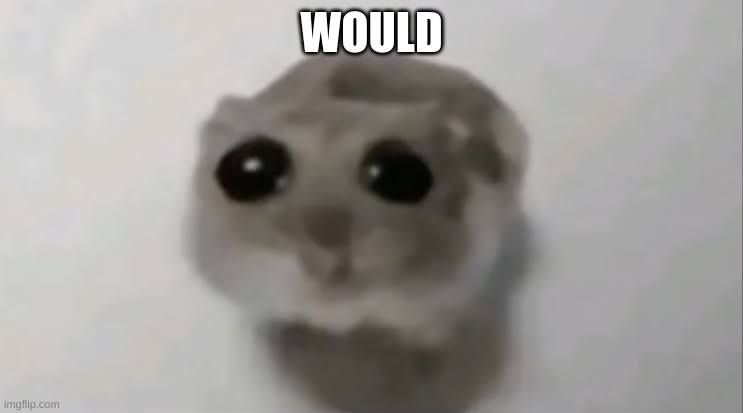 Sad Hamster | WOULD | image tagged in sad hamster | made w/ Imgflip meme maker