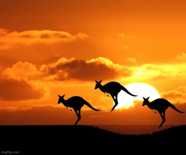 Kangaroo sunset | image tagged in kangaroo sunset | made w/ Imgflip meme maker