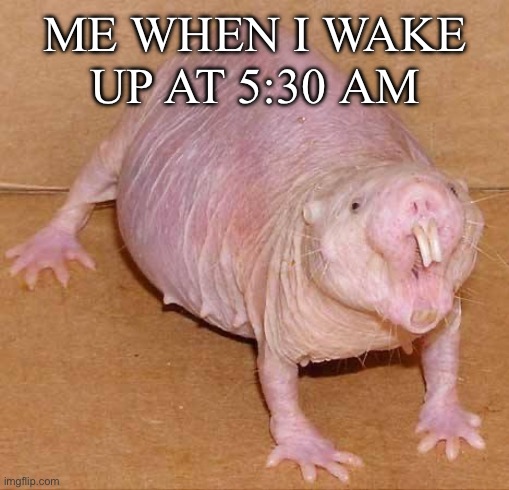 naked mole rat | ME WHEN I WAKE UP AT 5:30 AM | image tagged in naked mole rat,morning,depression | made w/ Imgflip meme maker