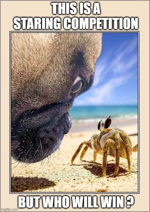 What's Going On Here ? | THIS IS A STARING COMPETITION; BUT WHO WILL WIN ? | image tagged in dogs,crab,staring,competition | made w/ Imgflip meme maker