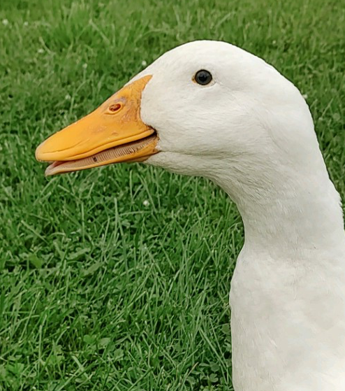 Ducky Blank Meme Template