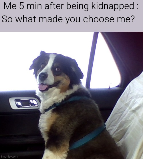 I'm curious | Me 5 min after being kidnapped :; So what made you choose me? | image tagged in good boy,funny,kidnapping | made w/ Imgflip meme maker