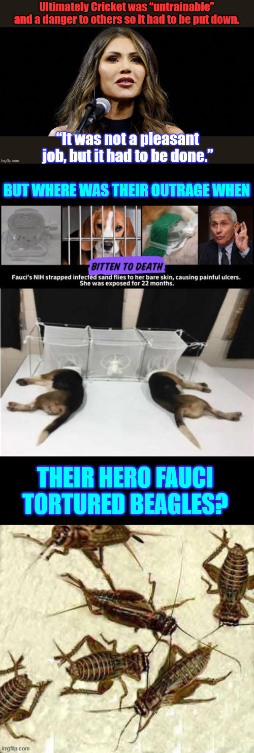 A tale of crickets and liberal hypocrisy | image tagged in cricket,liberal hypocrisy,no outrage over,fauci torturing dogs to death | made w/ Imgflip meme maker