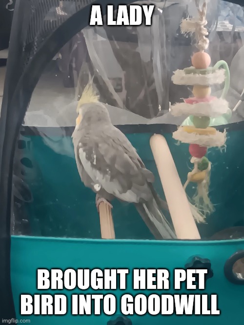 I like birbs | A LADY; BROUGHT HER PET BIRD INTO GOODWILL | made w/ Imgflip meme maker