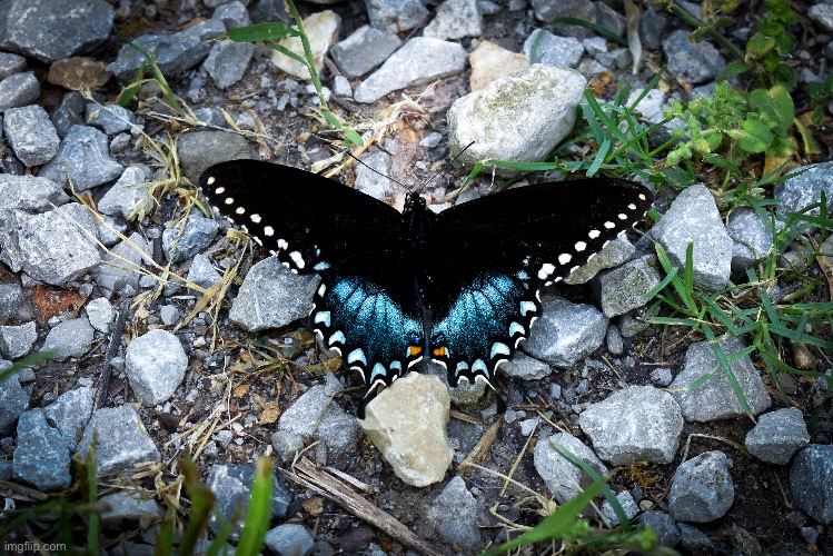 a cool butterfly | image tagged in butterfly | made w/ Imgflip meme maker