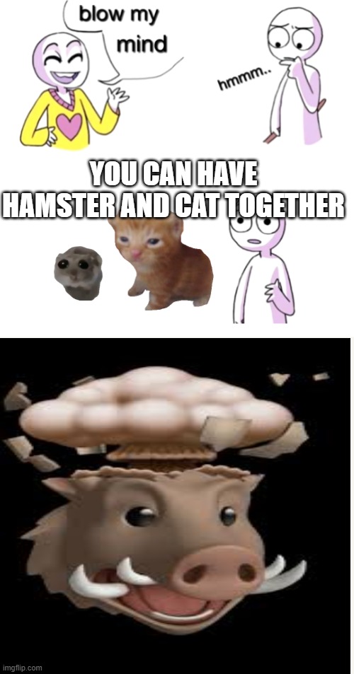 so the mouse and the cat theory is fake... | YOU CAN HAVE HAMSTER AND CAT TOGETHER | image tagged in blow my mind,mouse and cat,hamster,cat,how | made w/ Imgflip meme maker