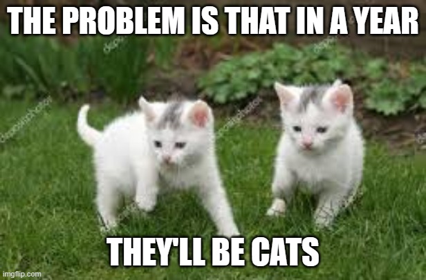 memes by Brad - kittens become cats - humor | THE PROBLEM IS THAT IN A YEAR; THEY'LL BE CATS | image tagged in funny,cats,kittens,cute kittens,funny cat memes,humor | made w/ Imgflip meme maker