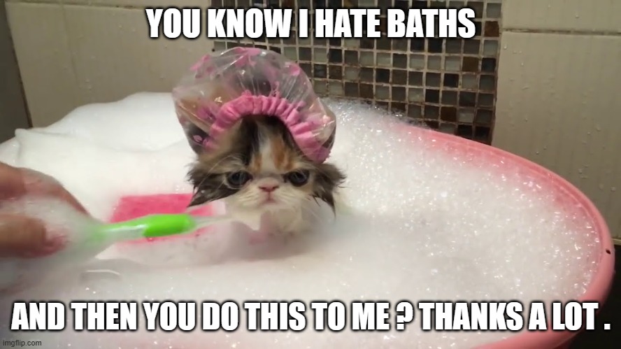 memes by Brad - cat takes a bath - humor | YOU KNOW I HATE BATHS; AND THEN YOU DO THIS TO ME ? THANKS A LOT . | image tagged in funny,cats,kittens,bath,funny cat memes,humor | made w/ Imgflip meme maker