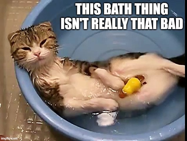 memes by Brad - my cat likes to take a bath | THIS BATH THING ISN'T REALLY THAT BAD | image tagged in funny,cat,cute kittens,bath,funny cat memes,humor | made w/ Imgflip meme maker