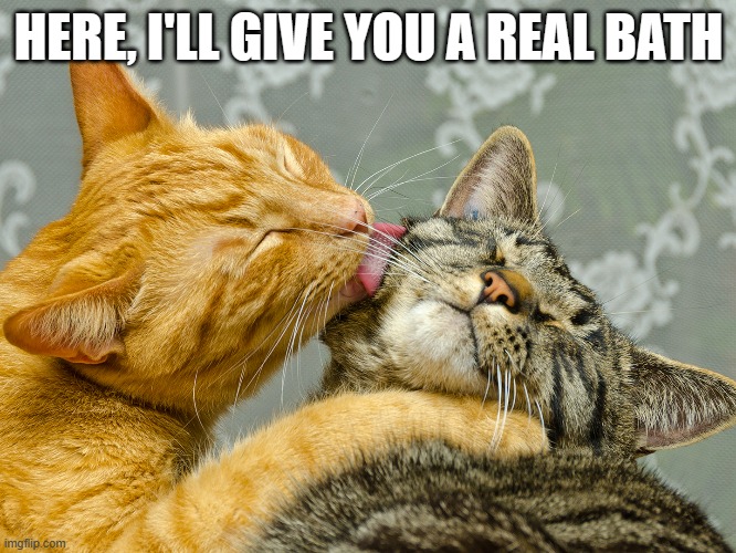 memes by Brad - A cat gives another cat a bath | HERE, I'LL GIVE YOU A REAL BATH | image tagged in funny,cats,funny cat memes,kittens,bath,humor | made w/ Imgflip meme maker