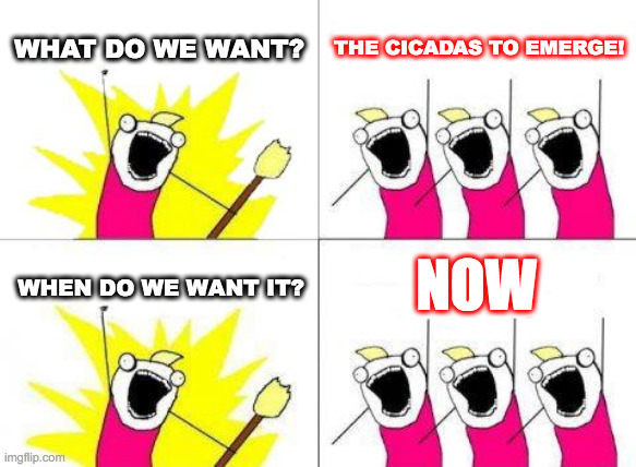 What do we want? The Cicadas to Emerge! | WHAT DO WE WANT? THE CICADAS TO EMERGE! NOW; WHEN DO WE WANT IT? | image tagged in memes,what do we want,cicada,cicadas | made w/ Imgflip meme maker