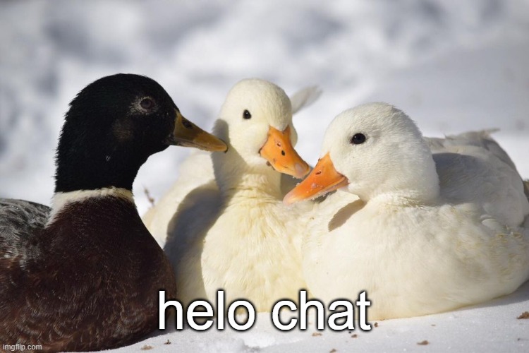 Dunkin Ducks | helo chat | image tagged in dunkin ducks | made w/ Imgflip meme maker