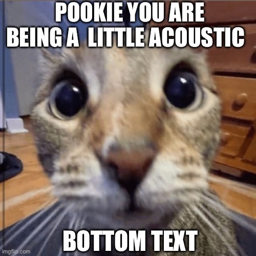 Acoustic | POOKIE YOU ARE BEING A  LITTLE ACOUSTIC; BOTTOM TEXT | image tagged in cats | made w/ Imgflip meme maker