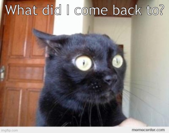 Scared Cat | What did I come back to? | image tagged in scared cat | made w/ Imgflip meme maker