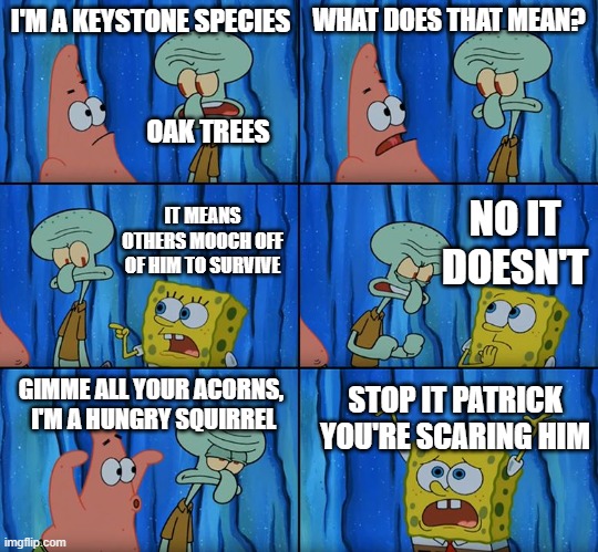 Biology Humor | I'M A KEYSTONE SPECIES; WHAT DOES THAT MEAN? OAK TREES; NO IT DOESN'T; IT MEANS OTHERS MOOCH OFF OF HIM TO SURVIVE; GIMME ALL YOUR ACORNS,  I'M A HUNGRY SQUIRREL; STOP IT PATRICK YOU'RE SCARING HIM | image tagged in stop it patrick you're scaring him | made w/ Imgflip meme maker