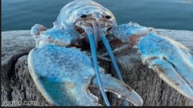 blue lobter | image tagged in blue lobter | made w/ Imgflip meme maker