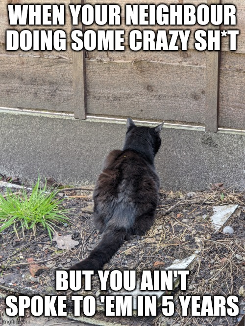 Roddy the Cat | WHEN YOUR NEIGHBOUR DOING SOME CRAZY SH*T; BUT YOU AIN'T SPOKE TO 'EM IN 5 YEARS | image tagged in roddy the cat | made w/ Imgflip meme maker