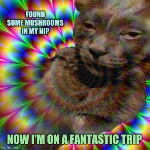 image tagged in ship posra 4 lyfe,psychedelic,cute cat,cat meme,tripping | made w/ Imgflip meme maker