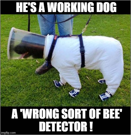 That's An Odd Costume ! | HE'S A WORKING DOG; A 'WRONG SORT OF BEE'
DETECTOR ! | image tagged in dogs,bees,detector | made w/ Imgflip meme maker