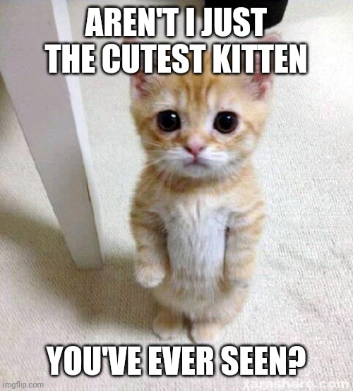 Cute cat | AREN'T I JUST THE CUTEST KITTEN; YOU'VE EVER SEEN? | image tagged in memes,cute cat,funny memes | made w/ Imgflip meme maker