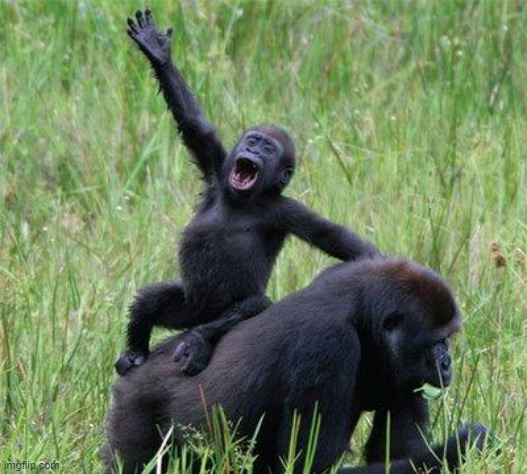 Gorilla waving | image tagged in gorilla waving | made w/ Imgflip meme maker