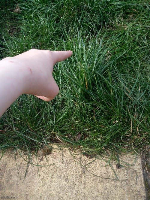 AFM tells you to touch grass | image tagged in afm tells you to touch grass | made w/ Imgflip meme maker