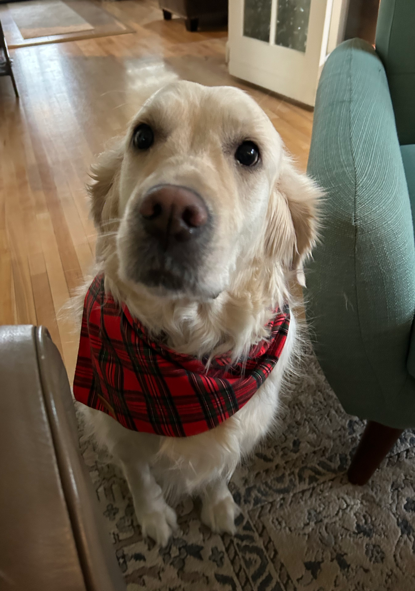 Adorable Golden Retriever Blank Meme Template