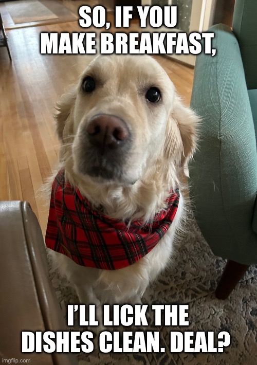 Adorable Golden Retriever | SO, IF YOU MAKE BREAKFAST, I’LL LICK THE DISHES CLEAN. DEAL? | image tagged in adorable golden retriever | made w/ Imgflip meme maker