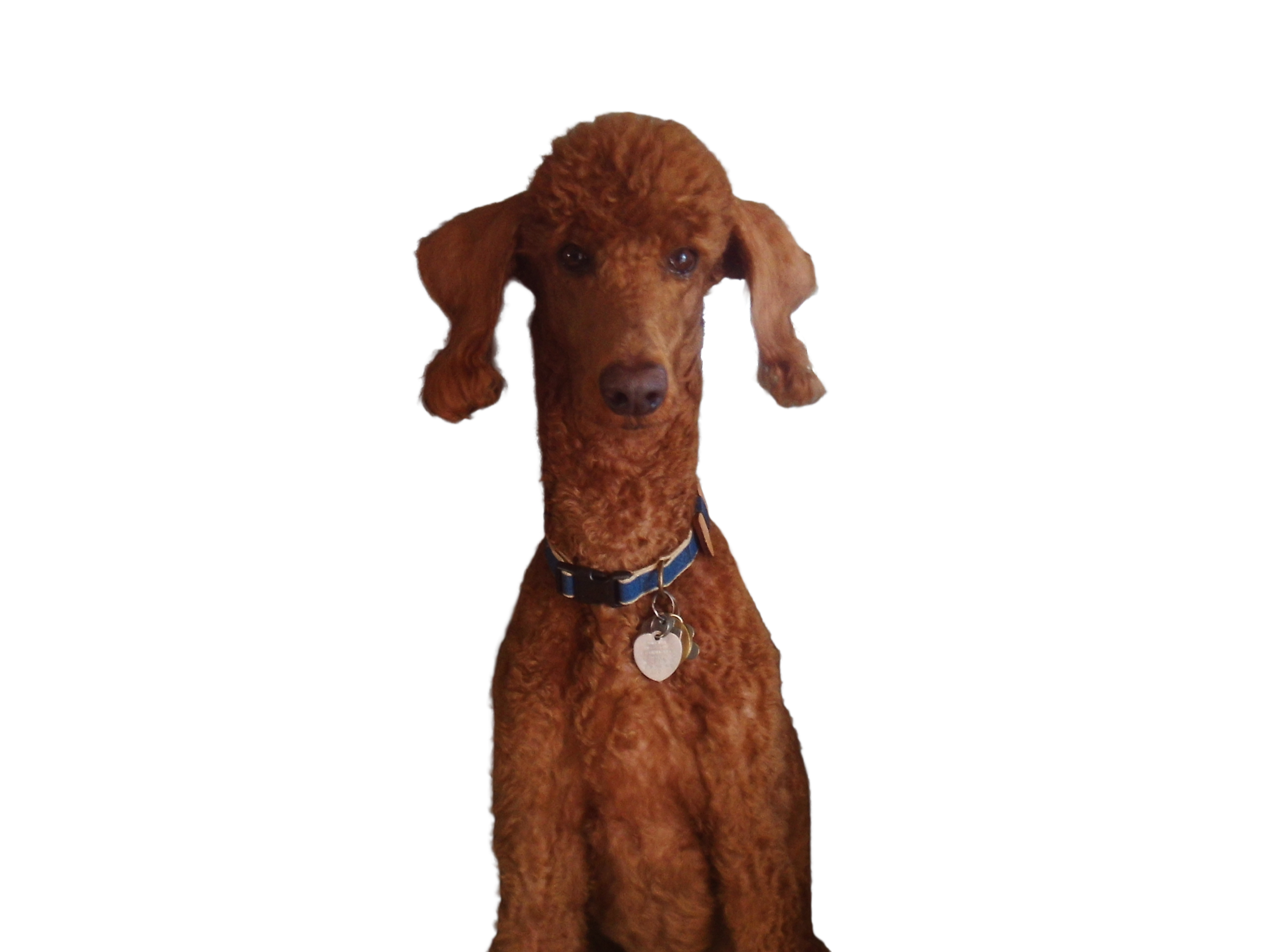Rory the Red Poodle Blank Meme Template