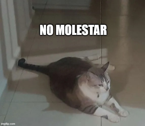 No molestar | NO MOLESTAR | image tagged in funny cat memes | made w/ Imgflip meme maker