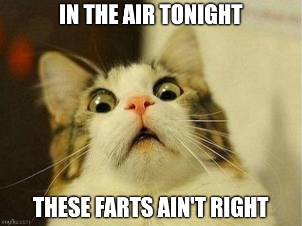 Scared Cat Meme | IN THE AIR TONIGHT; THESE FARTS AIN'T RIGHT | image tagged in memes,scared cat | made w/ Imgflip meme maker