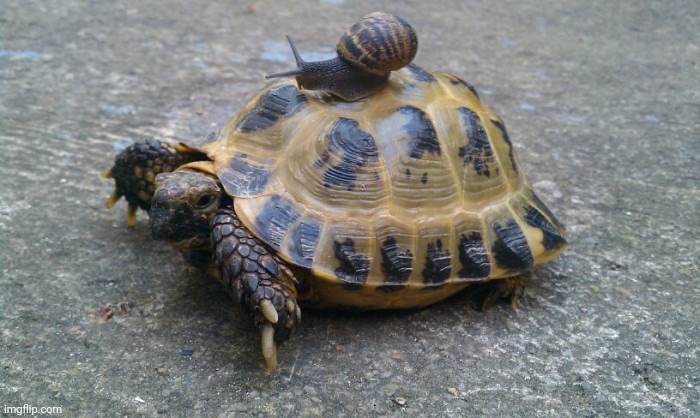Snail riding turtle | image tagged in snail riding turtle | made w/ Imgflip meme maker