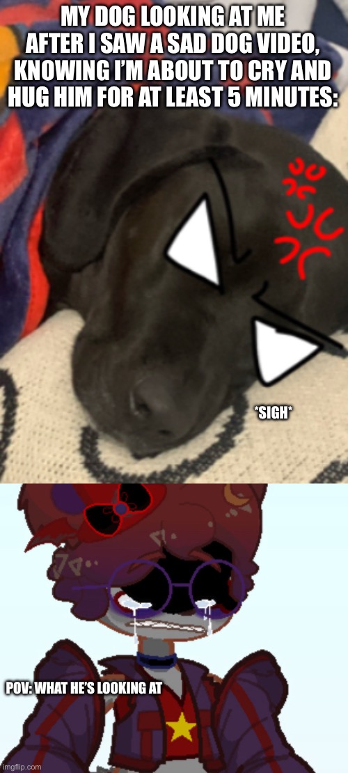 Cooper is so tired of my bs | MY DOG LOOKING AT ME AFTER I SAW A SAD DOG VIDEO, KNOWING I’M ABOUT TO CRY AND HUG HIM FOR AT LEAST 5 MINUTES:; *SIGH*; POV: WHAT HE’S LOOKING AT | image tagged in wawa | made w/ Imgflip meme maker