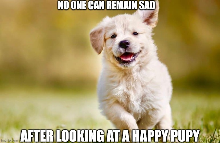pupies | NO ONE CAN REMAIN SAD; AFTER LOOKING AT A HAPPY PUPY | image tagged in pupies | made w/ Imgflip meme maker
