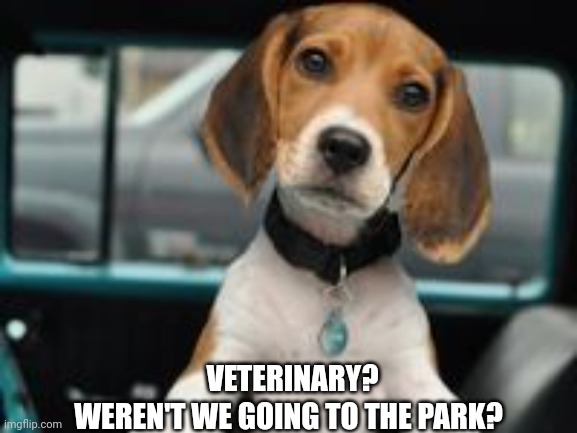 Cute puppy | VETERINARY? WEREN'T WE GOING TO THE PARK? | image tagged in cute puppy | made w/ Imgflip meme maker
