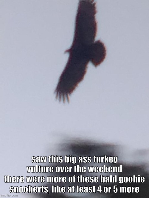 saw this big ass turkey vulture over the weekend
there were more of these bald goobie snooberts, like at least 4 or 5 more | made w/ Imgflip meme maker