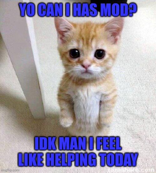 *convincing title* | YO CAN I HAS MOD? IDK MAN I FEEL LIKE HELPING TODAY | image tagged in memes,cute cat | made w/ Imgflip meme maker