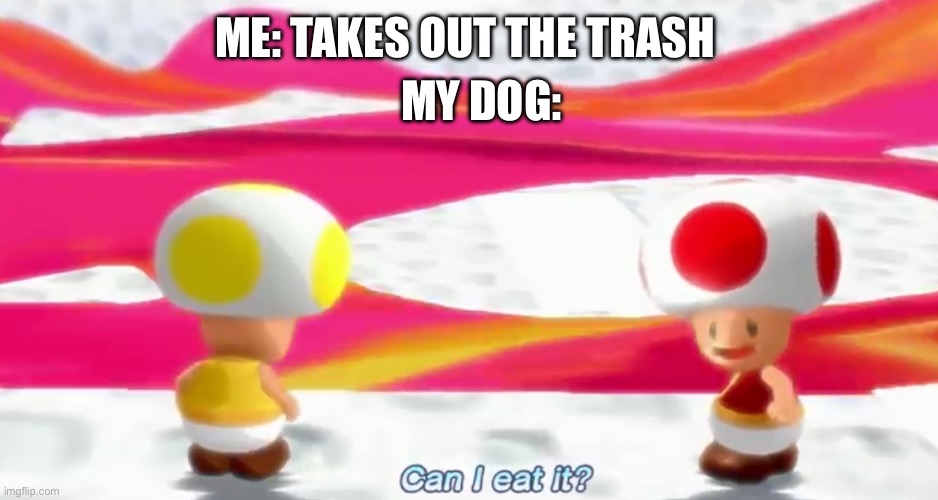 Now I have to clean it | MY DOG:; ME: TAKES OUT THE TRASH | image tagged in can i eat it,fun,memes | made w/ Imgflip meme maker