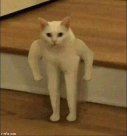 Buff Cat | image tagged in buff cat | made w/ Imgflip meme maker