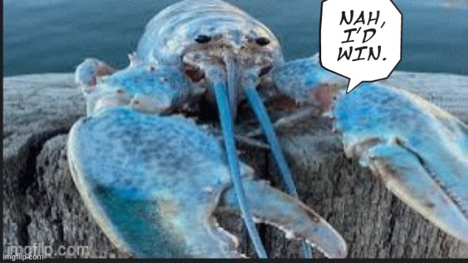 blue lobter | image tagged in blue lobter | made w/ Imgflip meme maker