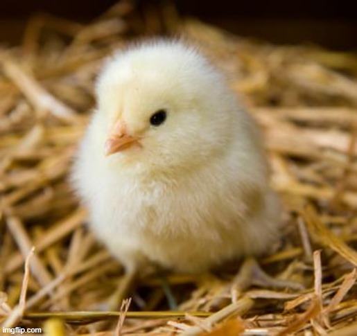 Baby Chicken | image tagged in baby chicken | made w/ Imgflip meme maker
