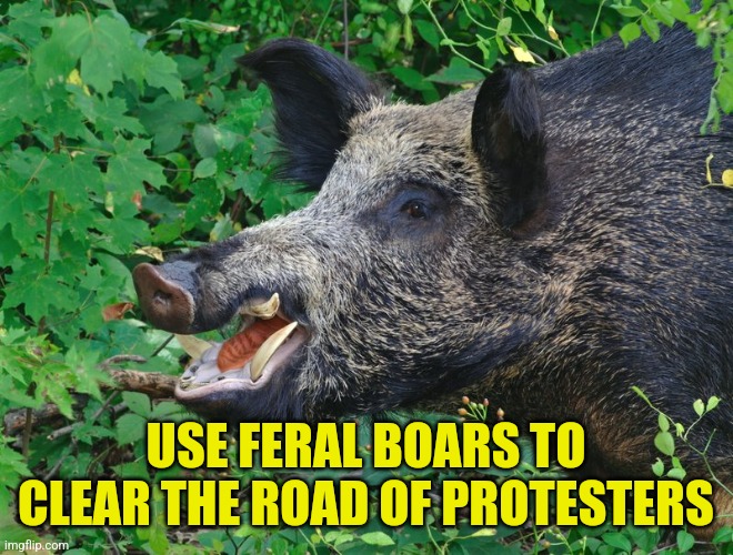 Feral Hog | USE FERAL BOARS TO CLEAR THE ROAD OF PROTESTERS | image tagged in feral hog | made w/ Imgflip meme maker